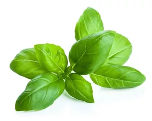 basil