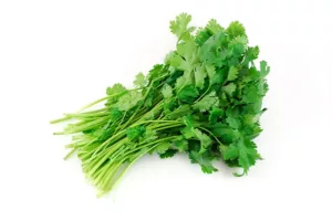 cilantro