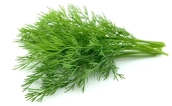 dill