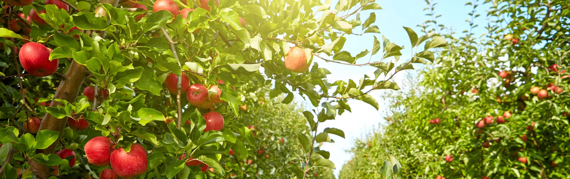 apple orchard