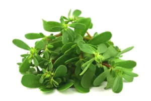 purslane