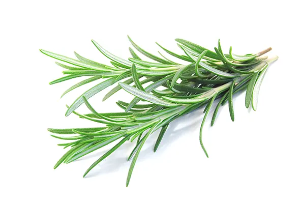 rosemary