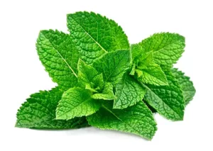 spearmint