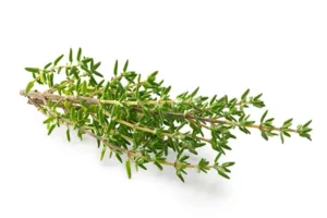 thyme