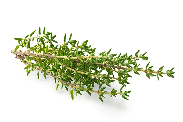 thyme