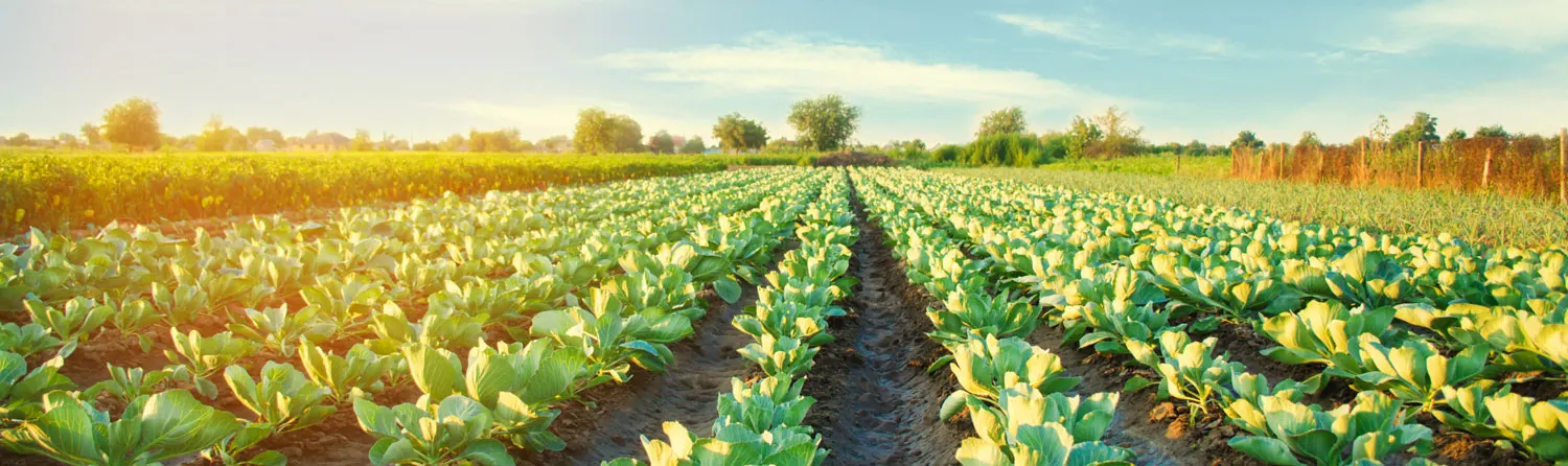 Vegetables growing